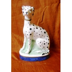 Dalmation dog