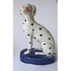 Dalmation