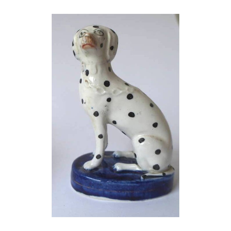 Dalmation